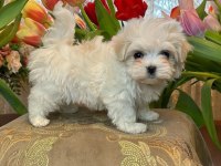 Kore Orjinal 0 Numara Maltese Bebekler