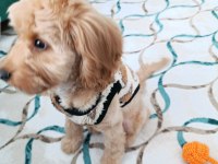 Maltipoo oğlum