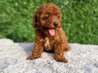 Poodle bebekleri