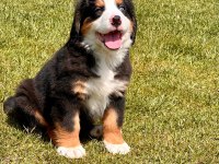 Bernese Yavruları Sağlık ve Irk Garantili