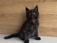 Değerini bilene özel XXL MAINE COON BEBEĞİM 
