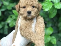 POODLE AYARINDA MALTİPOO BEBEKLER