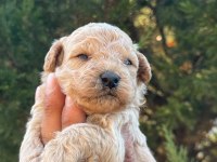 MALTİPOO KUCUK YAKISIKLILAR
