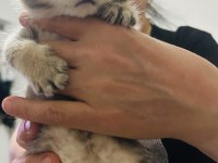 British shorthair yavrular