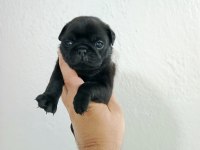 Pug Mobs Bebekler