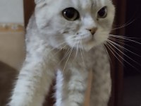 Ücretsiz scottish fold