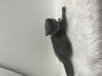 British Shorthair Yavru