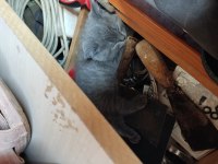 British shorthair oğlumuza yuva arıyoruz