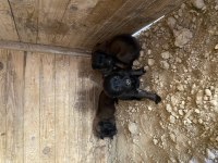 Dişi ve erkek yavrumuz belçika kurdu mevcut