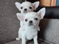 Teacup Kar Beyaz Chihuahua Bebekleri Geldi
