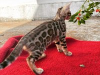 Show class bengal kedisi bebekler