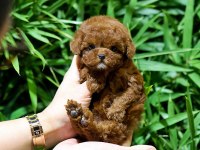 A KALİTE TOY POODLE BEBEKLERİM İSTANBULDA