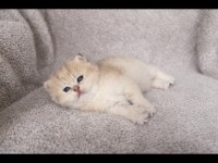 Saf kan full şecereli british shorthair