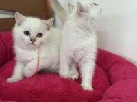 En güzel beyaz mavi gözlü british shorthair
