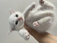 Orjinal ırkta, nadir bulunan bir cins british shorthair
