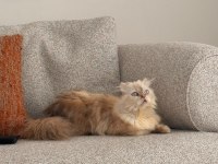 Kırık Kulak Blue Point Longhair Dişi Kedimiz