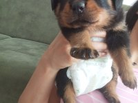 Rottweiler iki aylık