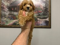 Ev üretimi mükemmel maltipoo yavrular