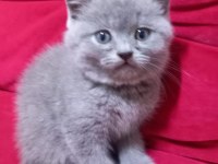 3 Adet Yavru British Shorthair