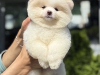 DİŞİ AYICIK POMERANİAN BOO