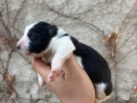 29 Ekim doğumlu border collie yavrular