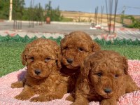 Toy poodle köpekler