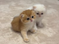 British longhair ve shorthair 2 erkek bebeğimiz