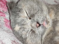 Scottish fold dişi kedimiz