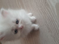 British longhair yavrularımız