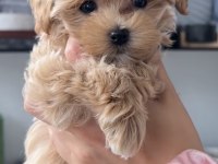 Maltipoo Safkan