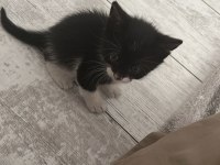 Ay ışığında sokakta bulunan sevimli kedimiz Lunaya yuva