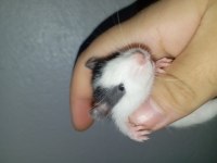 Ele Alışık Rat Yavrular