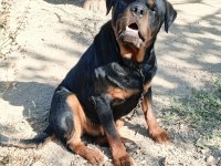 Erkek dişi genç rottweiler köpeği