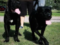 Dünya şampiyonlukları soyundan dişi cane corso yavrumuz