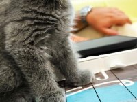 45 günlük erkek british shorthair kedisi