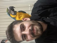 Full evcil konuşan ara macaw