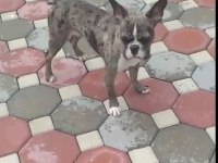 French bulldog