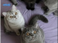 Mama karşılığı sahiplendirme 3 buçuk aylık british