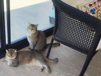 İki şahane Golden Shaded British Shorthair