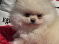 Petmode köpek çiftliğinde ziyarete açık li pomeranian