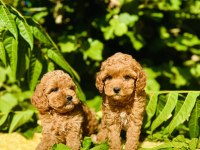 Harika Güzellikte Toy Poodle Yavrular