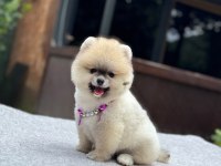 Yavru Pomeranian Boo Köpeklerimiz