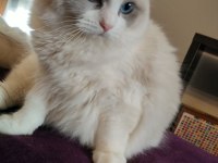 Şampiyon Anne Babanın Şecereli Ragdoll Yavruları