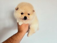 POMERANİAN BOO KREM VE BEYAZ ERKEK