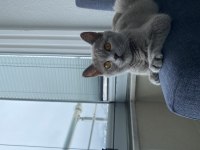 1 yaşında ponçik british shorthair