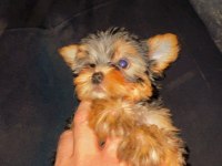 Orijinal sıfır beden yorkshire terrier