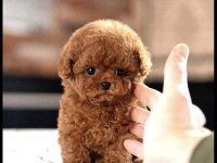 SHOW KALITE KORE TEACUP POODLE YAVRUMUZ