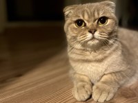 1 Yaşında Duman gri Scottish Fold