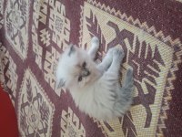 Sevimli Yavrular İran Kedileri