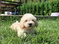 TEA CUP MALTİPOO YAVRULARİ SİZLERİ BEKLİYOR 